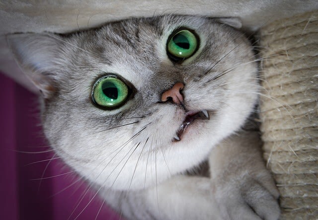 Zahnwechsel bei Katzen: ein natürlicher Prozess