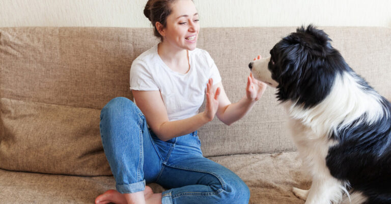 Este es el TOP 10 de razas de perros más inteligentes según la ciencia