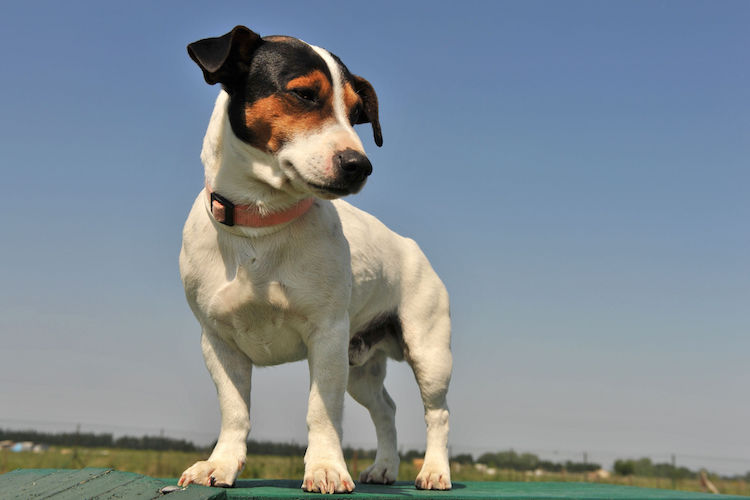Jack Russel Terrier
