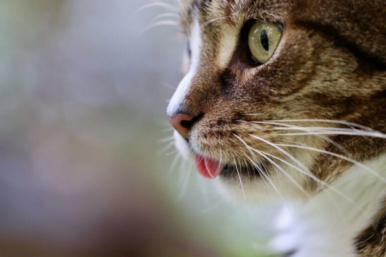 Wenn die Katze sabbert – Ursachen, Diagnose und Therapie