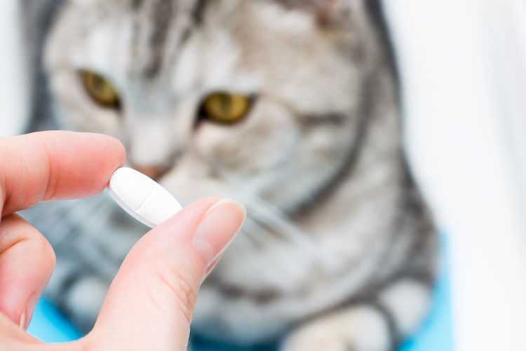 Antibiotika für die Katze: Anwendung, Nebenwirkungen und Risiken