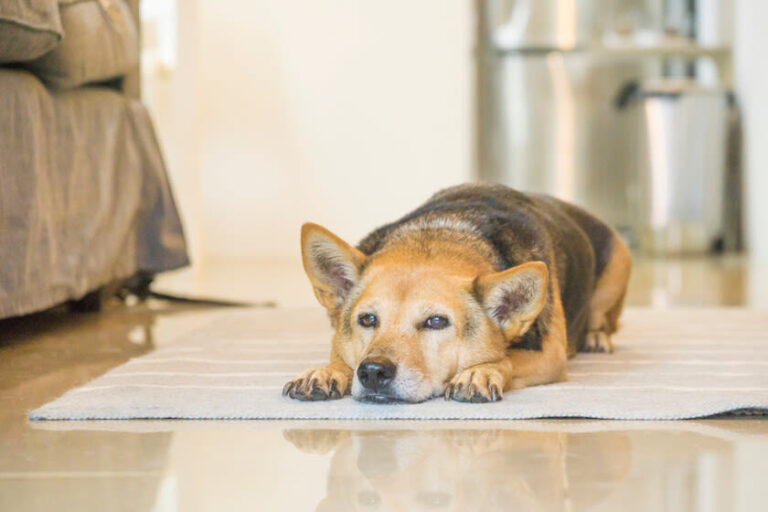 Arthrose bei alten Hunden