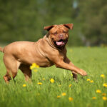 Bordeauxdogge – Rasseportrait
