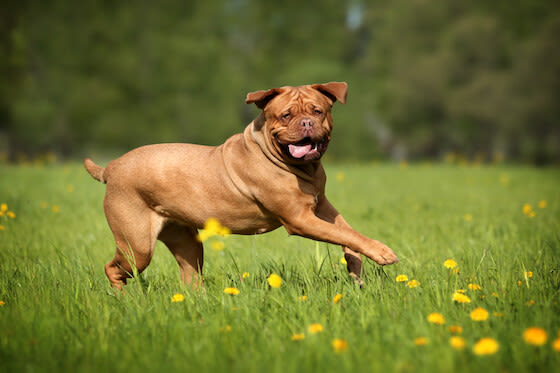 Bordeauxdogge