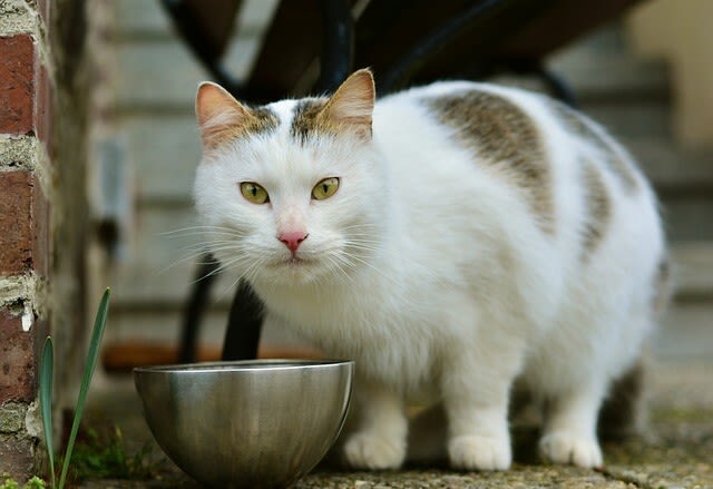 Die Zahnkrankheit FORL der Katze