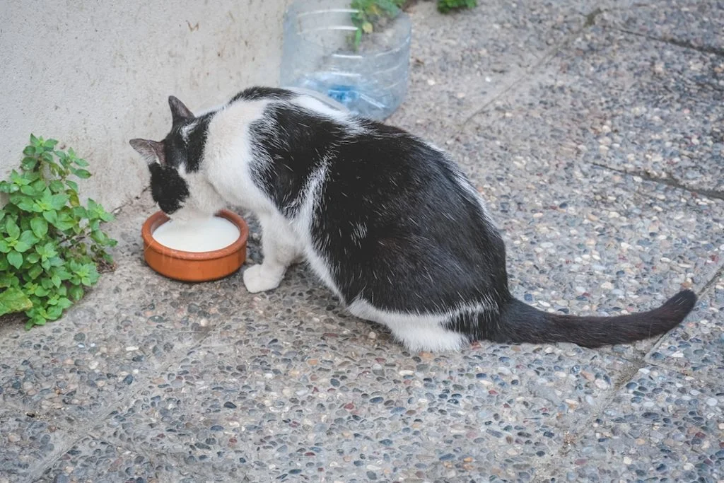 Katzenfutter ist die beste Wahl