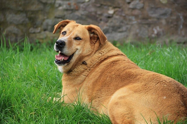 Diabetes beim Hund: Ursachen & Behandlung