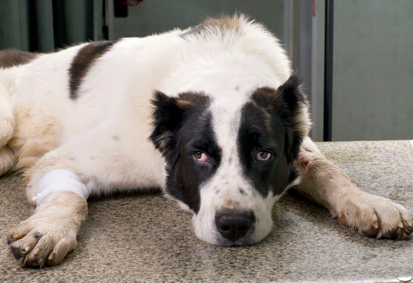 Arthrose beim Hund: Infos zum Gelenkverschleiß