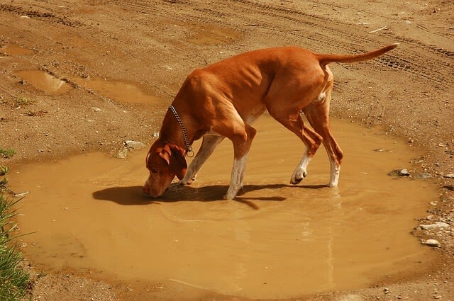 Vergiftung bei Hunden: Welche gibt es und wie erkenne ich sie?