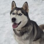 Der Husky hat eine dichte Unterwolle und liebt viel Bewegung in der Kälte.