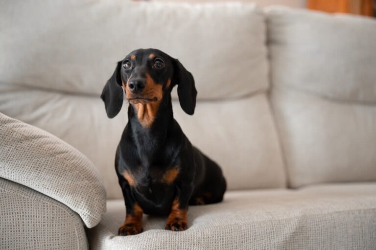 Hund allein zu Hause lassen – Tipps und Tricks