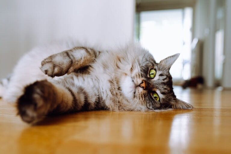 Wie lange können Katze allein bleiben?