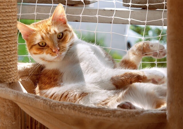 So wird Ihr Balkon zum Katzenparadies