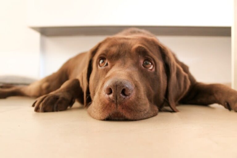 Wie macht sich eine Spondylose beim Hund bemerkbar?