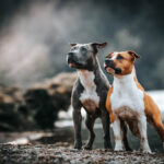 American Pitbull Terrier – Rasseporträt