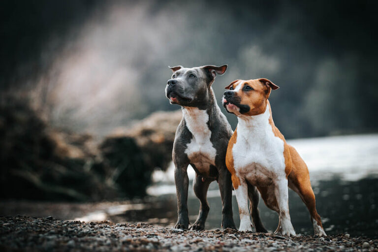 American Pitbull Terrier
