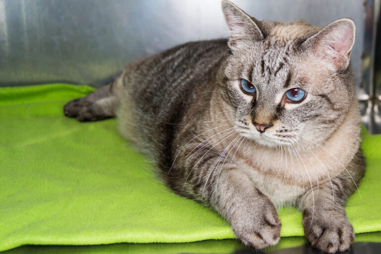 Arthrose bei Katzen erkennen – wie verhält sich eine Katze mit Gelenkproblemen?