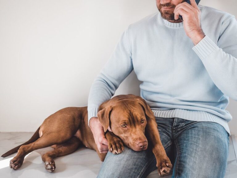 Ohrenentzündungen bei Hunden erkennen & behandeln
