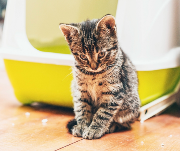 Katze pinkelt überall hin: Ursachen und Lösungen