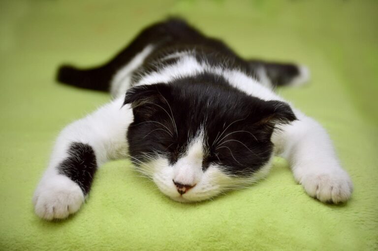 Katze schläft viel: Ist das normal oder ein Warnsignal?