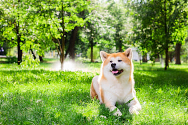 Akita Inu