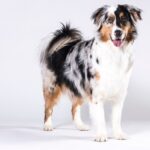 Australian Shepherd