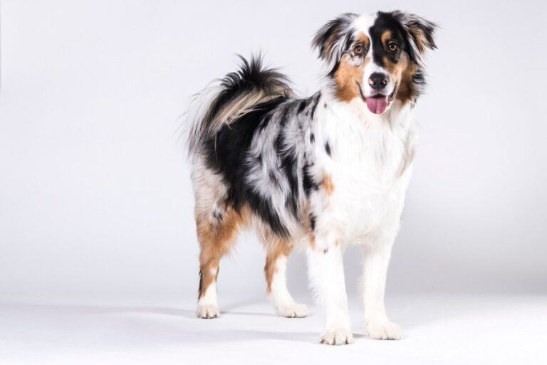 Australian Shepherd