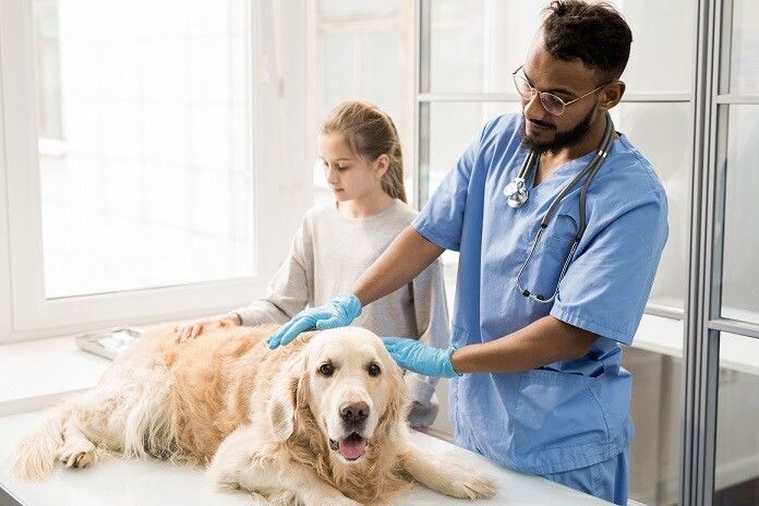 Tierkrankenversicherung: Verträge verstehen