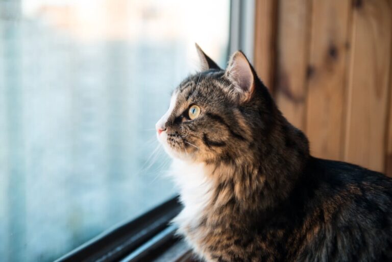 Wie sehen Katzen die Welt ? Einblick in das Sehvermögen der Stubentiger
