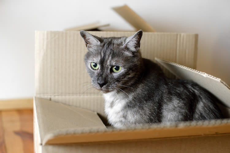 Ein neues Revier – Umziehen mit Katze