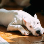 Der Dogo Argentino ist ein wahres Kraftpaket und für erfahrene Halter geeignet.