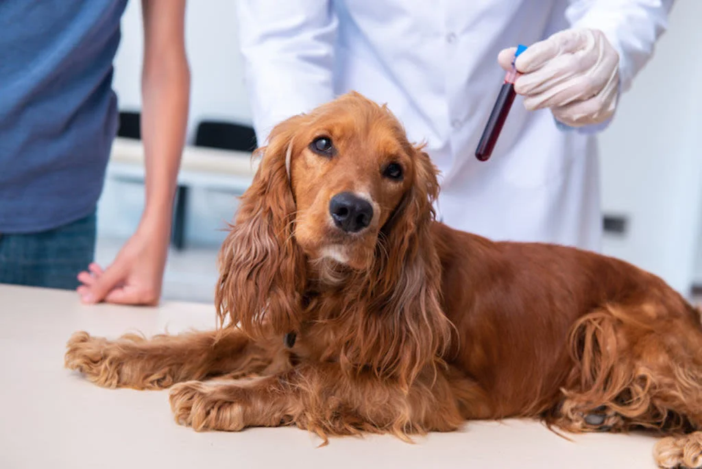 examen Insuffisance renale chien