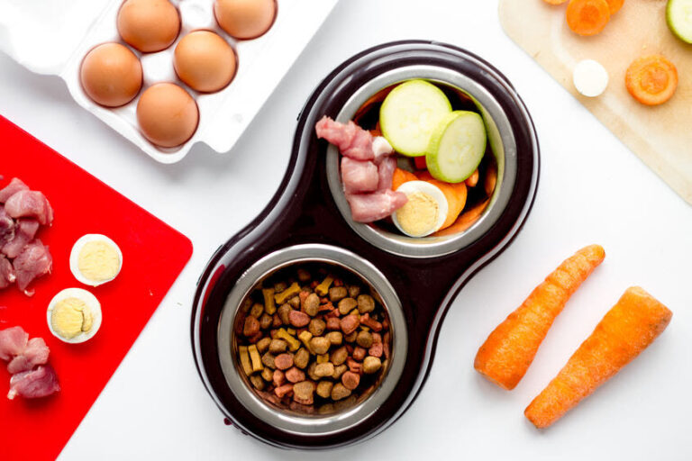 Gesunde Hundemahlzeiten selbst gemacht – das dürfen Hunde essen
