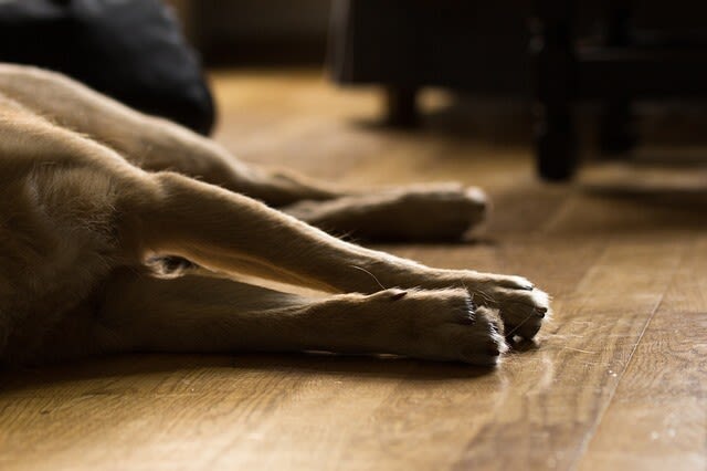 Was tun, wenn der Hund humpelt?
