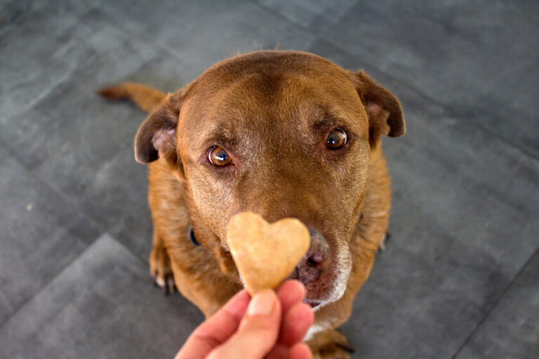 Wie beginnen Sie ein erfolgreiches Hundetraining?
