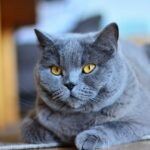 Kartäuser Katzen haben ein fülliges Gesicht und gehören zu den größeren Katzenrassen.
