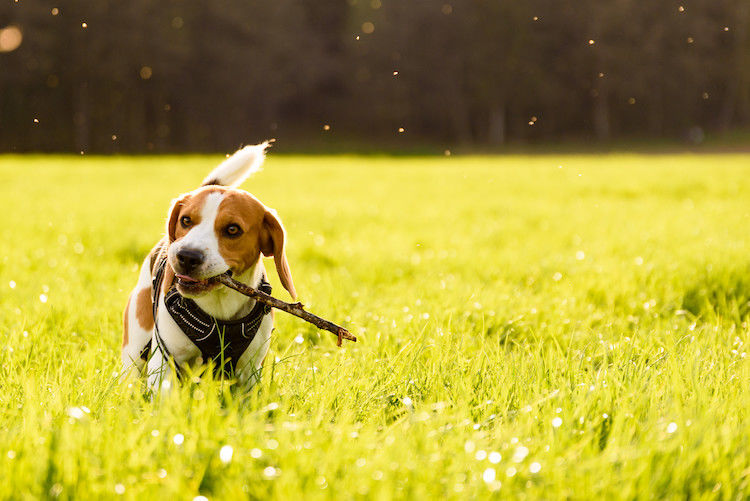 Leishmaniose-Impfung beim Hund: Schutz, Kosten & Tipps