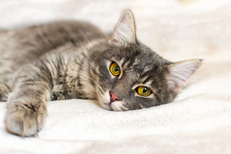 Welche Schmerzmittel werden Katzen verabreicht?