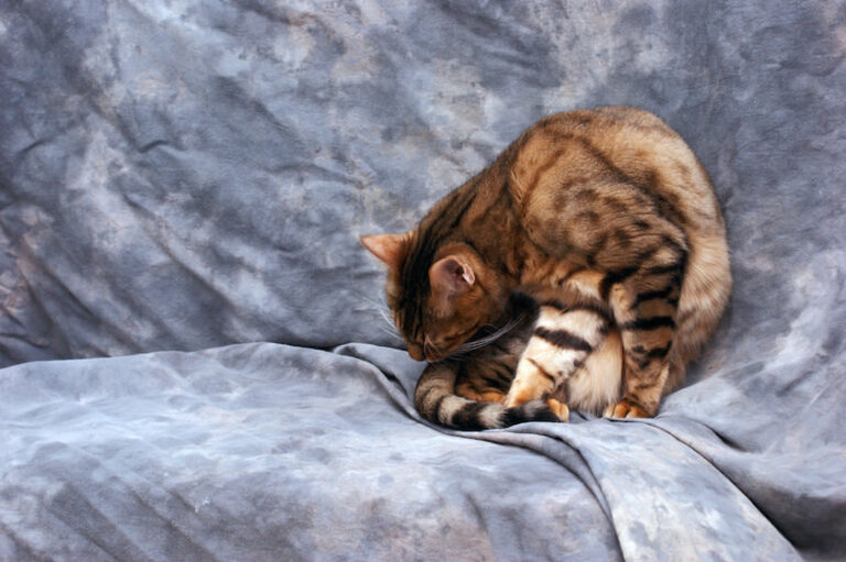 Spondylose – Wirbelsäulenprobleme bei Katzen