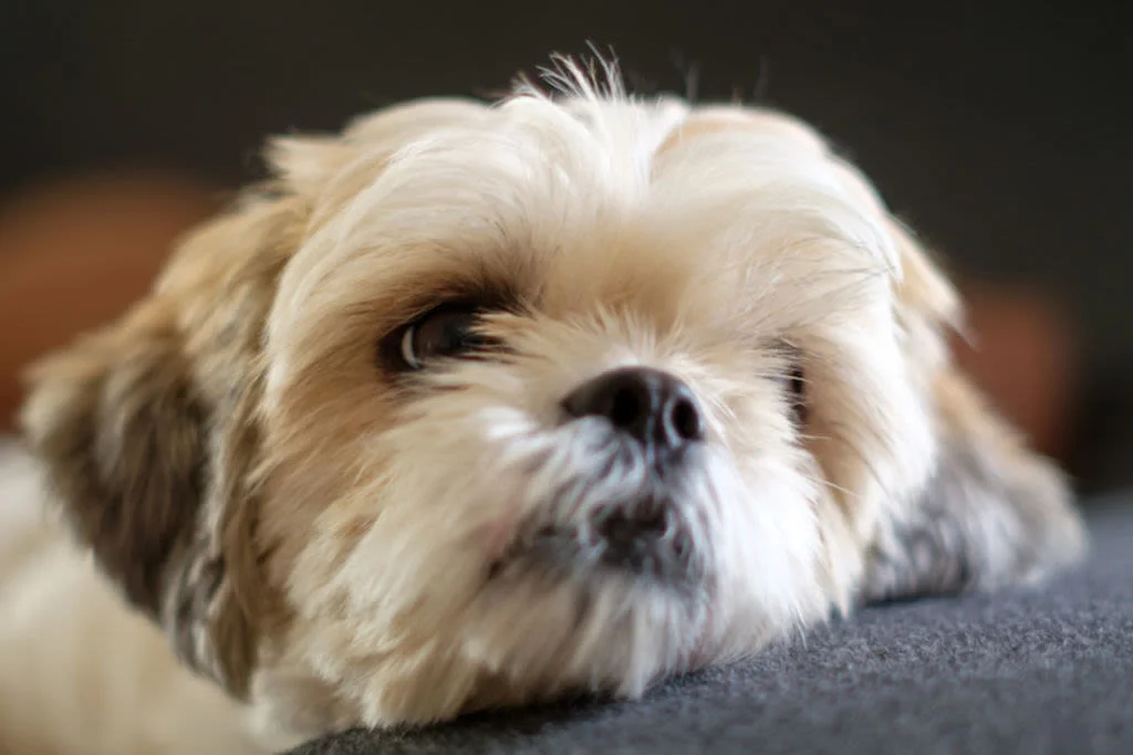 shih tzu Insuffisance renale chien
