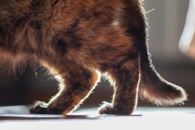 Wie erkennen Sie Arthritis bei Katzen?