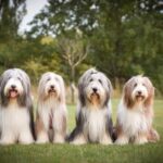 Bearded Collie – schottischer Hütehund mit neuer Mission