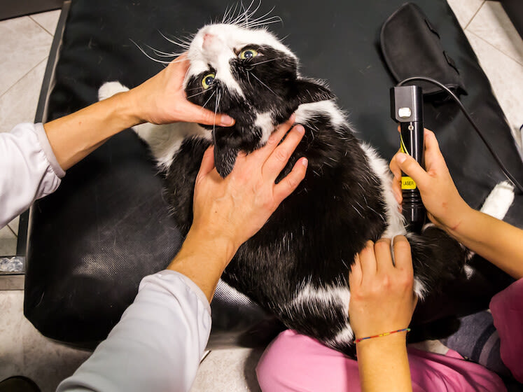 Welches Gangbild haben Katzen mit Arthrose?