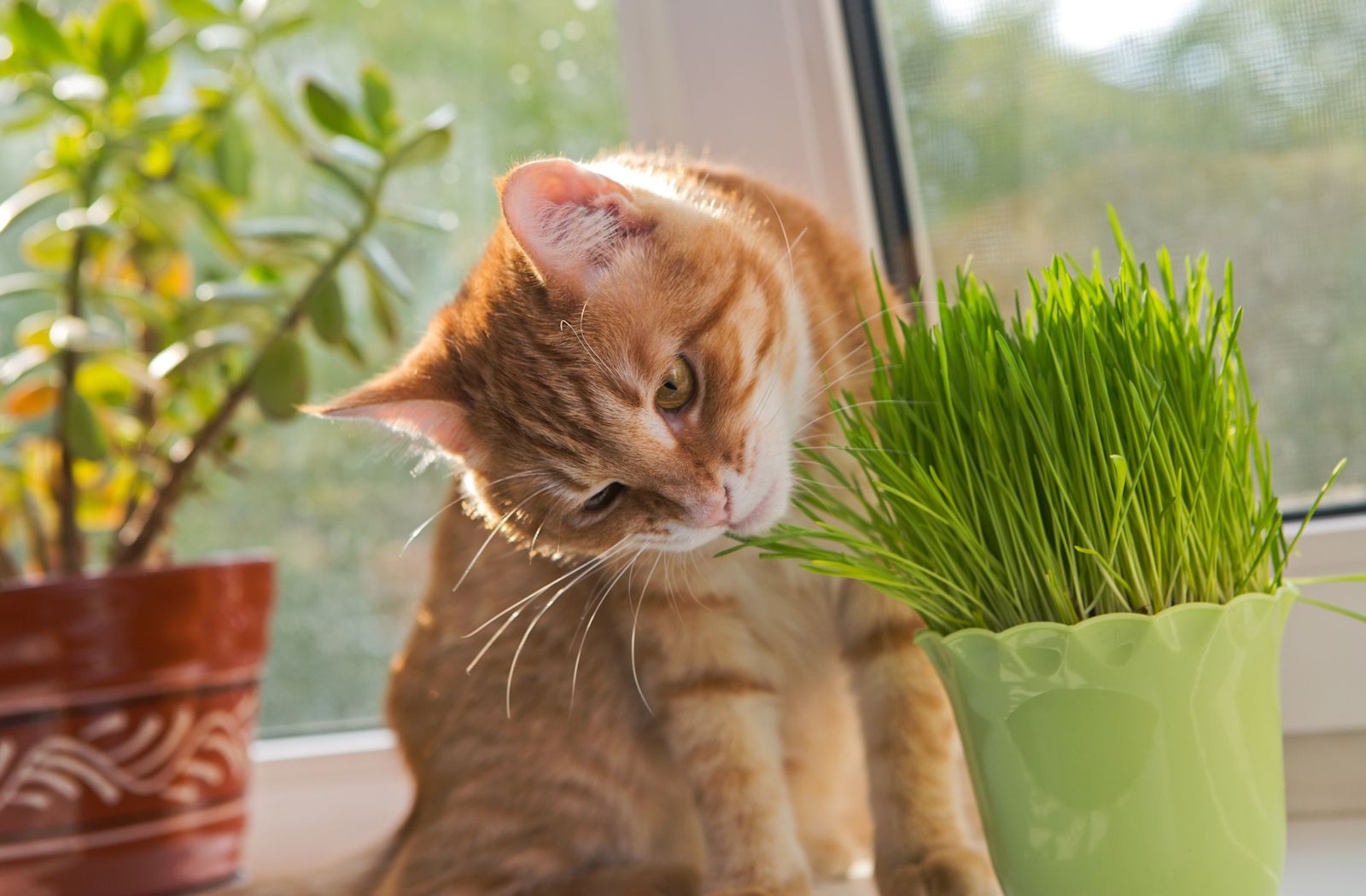 herbe_a_chat