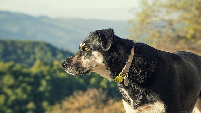 Warzen beim Hund: Ursachen, Behandlung & Prvention - Santvet