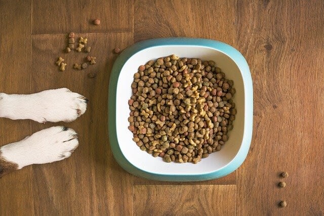 Hundeernährung: Darauf kommt es an