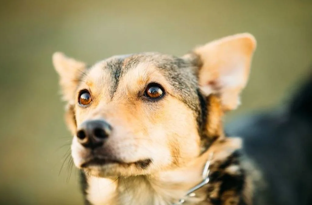 1-glaucome chien age