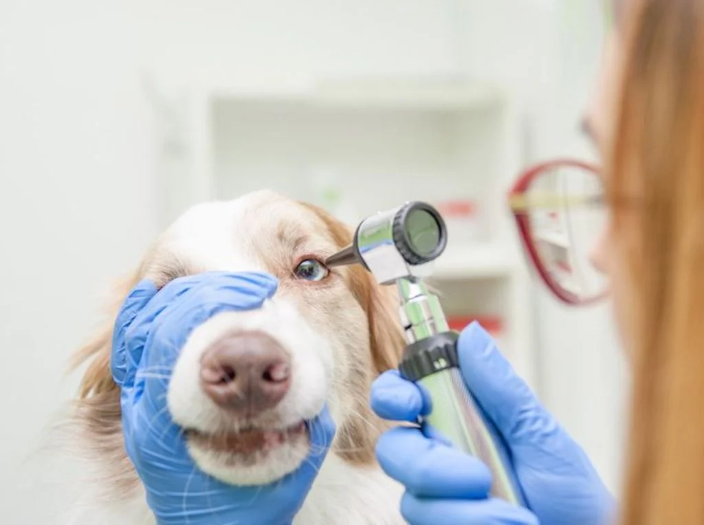 2-glaucome chez le chien