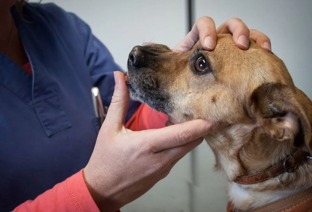 3-examen glaucome chien