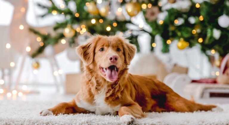 Gesundheitsvorsorge für Ihren Hund